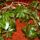 Viragaim_2_1313690_7876_t