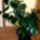 Viragaim_4_1313692_3422_t