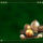 Boldog_karacsonyt_2-002_1314550_6466_t