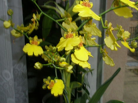 oncidium orchidea 2011. dec