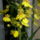 Oncidium_orchidea_2011_dec-003_1314804_4132_t