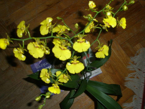 oncidium orchidea 2011. dec