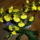 Oncidium_orchidea_2011_dec-004_1314805_5836_t