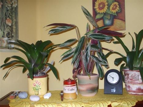 szobanövények