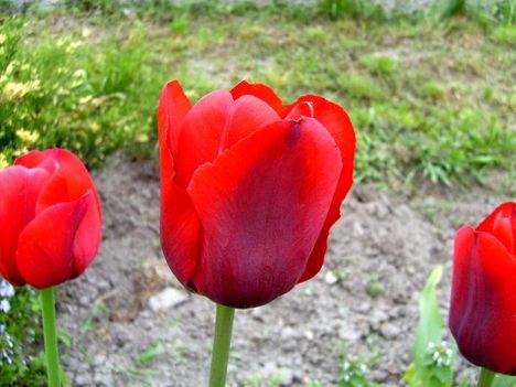 tulipán 10