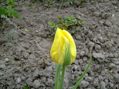 tulipán 11