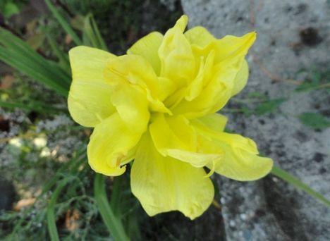 tulipán 12