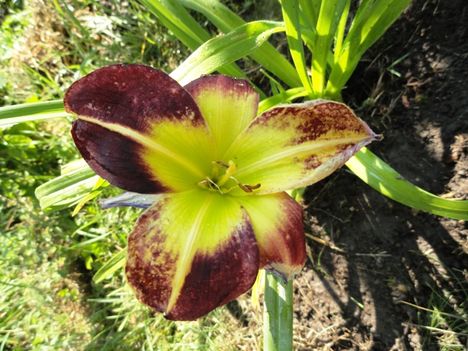 tulipán 5