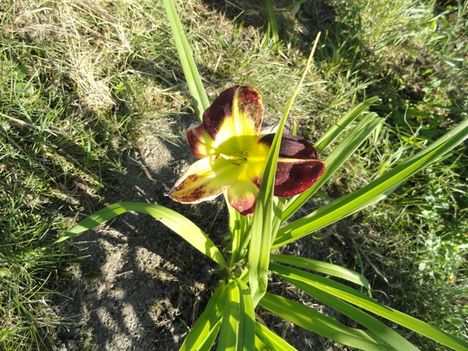 tulipán 6