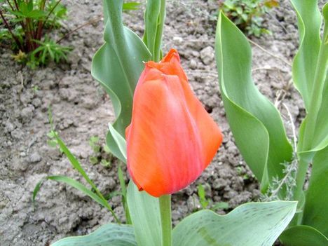 tulipán 7