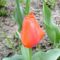 tulipán 7