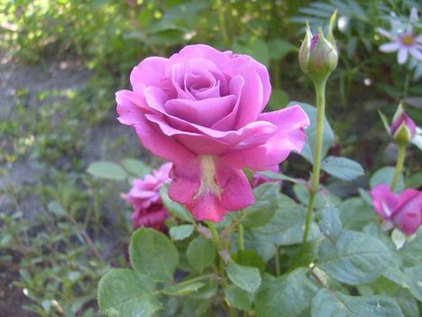 tulipán 8