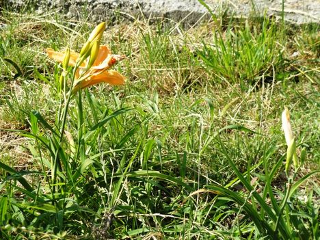 tulipán; liliom 18