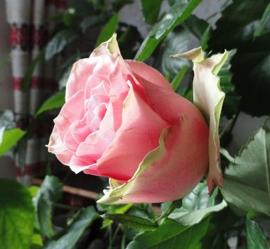 tulipán; liliom 21