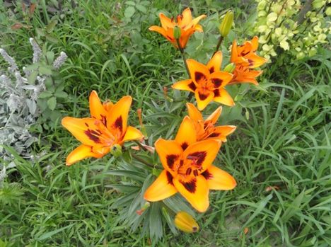 tulipán; liliom 22