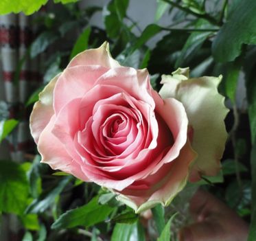 (tulipán; liliom 25) ; Rosa grootbloemig Duett