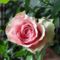 (tulipán; liliom 25) ; Rosa grootbloemig Duett