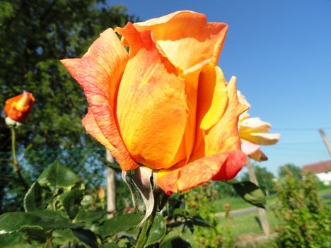 tulipán; liliom 3