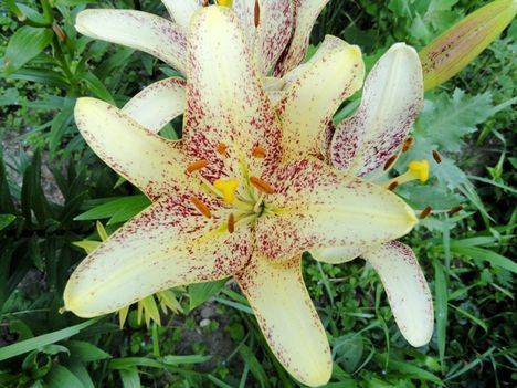 tulipán; liliom 5