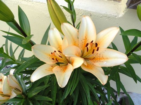 tulipán; liliom 7