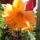 Dsc03996_1315745_6784_t