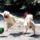 Focizo__1315818_5751_t
