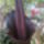 Csodagumo___amorphophallus_konjac_1316933_6288_t