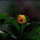 Dalia012gif_1316039_5546_t