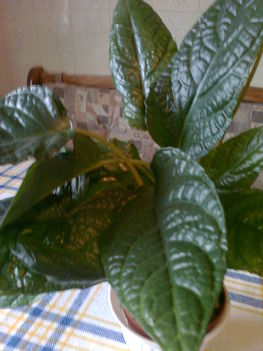 lázűző korongtányér,  - dorstenia elata