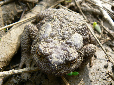 Barna varangy