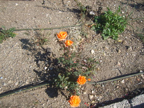 Decemberi roszanyillas.