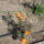 Decemberi_roszanyillas_1317065_5758_t