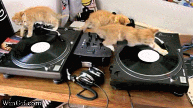 DJ-cats-catrock-gif