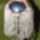 Kedvenc_gombom_1317854_6582_t