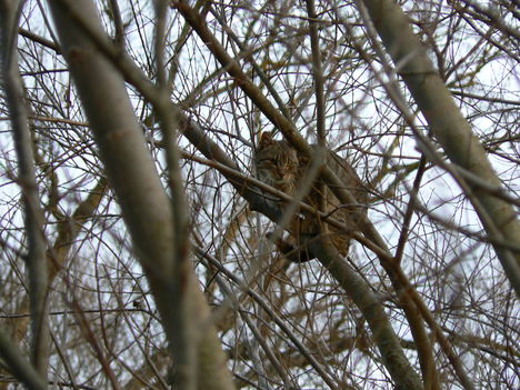 Mint a mókus fenn a fán........(  Macska )                     macsaka )