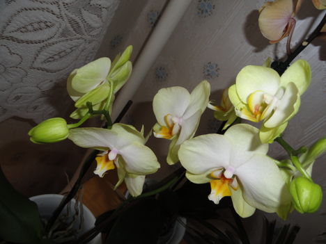 Phalaenopsis 10