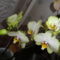 Phalaenopsis 10