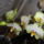 Phalaenopsis_10_1317550_5054_t