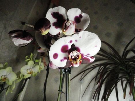 Phalaenopsis 11