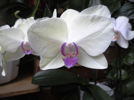 Phalaenopsis 12