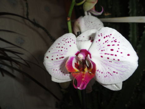 Phalaenopsis 12