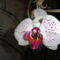 Phalaenopsis 12
