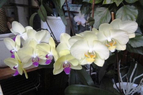 Phalaenopsis 13
