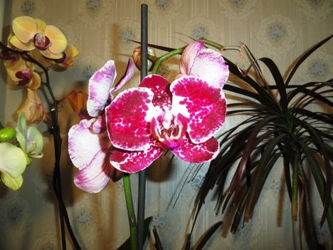 Phalaenopsis 13