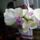 Phalaenopsis_14_1317267_4754_t