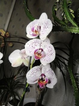 Phalaenopsis 14