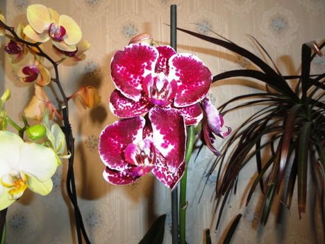 Phalaenopsis 15