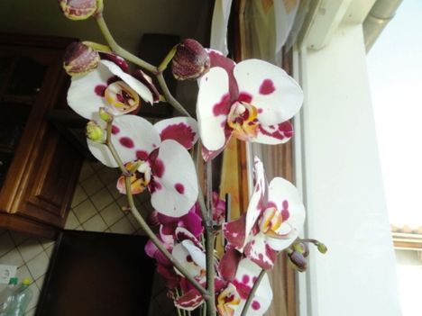 Phalaenopsis 16