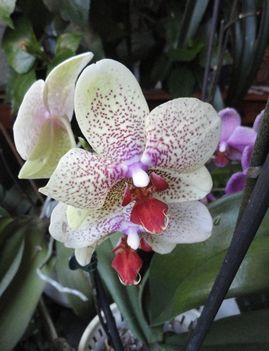 Phalaenopsis 17