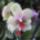 Phalaenopsis_17_1317270_3971_t